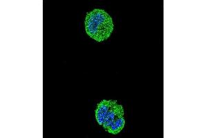 Confocal immunofluorescent analysis of ETS1 Antibody (N-term) (ABIN654675 and ABIN2844370) with MCF-7 cell followed by Alexa Fluor® 488-conjugated goat anti-rabbit lgG (green). (ETS1 antibody  (N-Term))