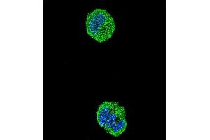 Confocal immunofluorescent analysis of ETS1 Antibody (N-term) (ABIN654675 and ABIN2844370) with MCF-7 cell followed by Alexa Fluor® 488-conjugated goat anti-rabbit lgG (green). (ETS1 antibody  (N-Term))