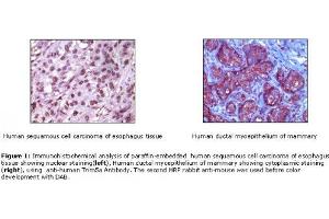 Image no. 1 for Rabbit anti-Mouse IgG antibody (HRP) (ABIN305604) (Rabbit anti-Mouse IgG Antibody (HRP))