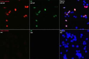 Immunofluorescence analysis of 293T cells transfected with GFP protein and untreated 293T cells using Rabbit anti GFP-Tag mAb (ABIN7267512) at dilution of 1:100 (40x lens). (GFP antibody)