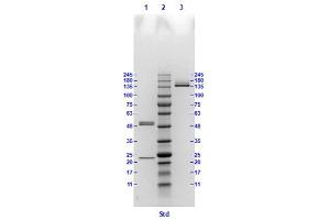 Coomassie stained SDS-PAGE results using Anti-Hemagglutinin (HA) (Mouse) Monoclonal Antibody clone 18A4 separated in a 4-20 % gradient gel. (Hemagglutinin antibody)