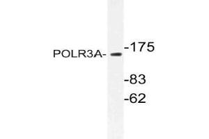 Western blot (WB) analysis of POLR3A antibody in extracts from HUVEC cells. (POLR3A antibody)