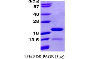 SDS-PAGE (SDS) image for Peptidyl Prolyl Cis/Trans Isomerase NIMA Interacting 4 Protein (PIN4) (AA 1-156) protein (His tag) (ABIN667897)