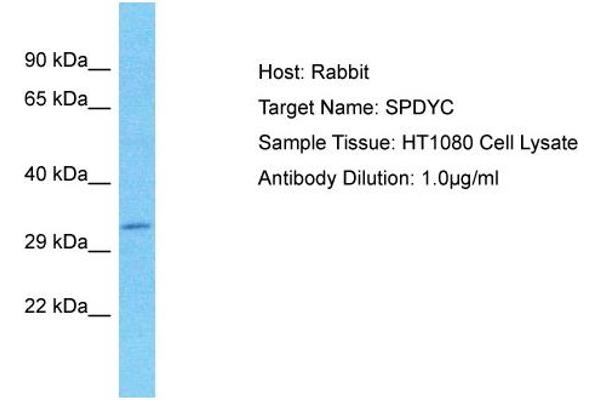 SPDYC antibody  (N-Term)