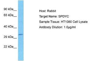 Host: Rabbit Target Name: SPDYC Sample Type: HT1080 Whole Cell lysates Antibody Dilution: 1. (SPDYC antibody  (N-Term))