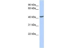 Western Blotting (WB) image for anti-ST3 beta-Galactoside alpha-2,3-Sialyltransferase 4 (ST3GAL4) antibody (ABIN2459037) (ST3GAL4 antibody)