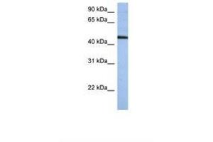 Image no. 1 for anti-Zinc Finger Protein 766 (ZNF766) (AA 74-123) antibody (ABIN6739283)