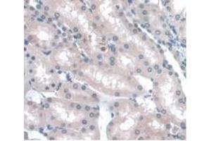 IHC-P analysis of Rat Kidney Tissue, with DAB staining. (LRG1 antibody  (AA 154-332))