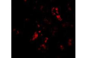 Immunofluorescence of BANF1 in human kidney tissue with BANF1 polyclonal antibody  at 20 ug/mL .