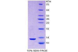 SDS-PAGE (SDS) image for Thioredoxin (TXN) (AA 1-105) protein (His tag) (ABIN1171432) (TXN Protein (AA 1-105) (His tag))