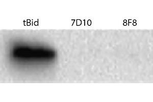 Supernatant fractions from Bax-/- mouse embryonic fibroblasts were incubated with caspase-8-cleaved human Bid (tBid) and anti-Bak (Clone 7D10 and Clone 8F8), resolved by electrophoresis, transferred to membrane, and probed with anti-cytochrome c followed by Goat Anti-Mouse Ig, Human ads-HRP (Goat anti-Mouse Ig (Heavy & Light Chain) Antibody (HRP))