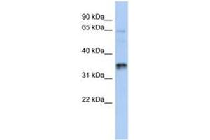 Image no. 1 for anti-UBA Domain Containing 2 (UBAC2) (AA 107-156) antibody (ABIN6743877) (UBAC2 antibody  (AA 107-156))