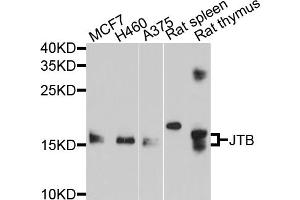 Western blot analysis of extracts of various cell lines, using JTB antibody (ABIN5998022) at 1/1000 dilution. (JTB antibody)