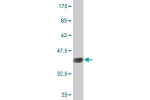 Western Blot detection against Immunogen (36. (AMPD2 antibody  (AA 86-185))