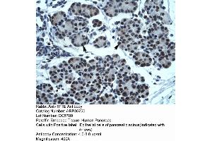 Human Pancreas (TPTE antibody  (C-Term))