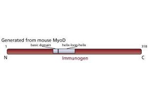 Image no. 1 for anti-Myogenic Differentiation 1 (MYOD1) antibody (ABIN967403)