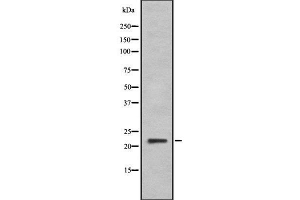 IFNA6 antibody  (C-Term)