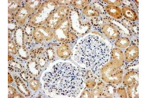 ABIN2560775 (4µg/ml) staining of paraffin embedded Human Kidney. (WRNIP1 antibody  (C-Term))