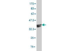 HEYL antibody  (AA 221-327)