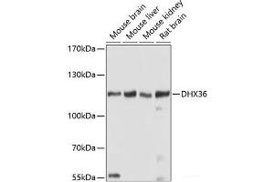Western blot analysis of extracts of various cell lines using DHX36 Polyclonal Antibody at dilution of 1:1000. (DHX36 antibody)