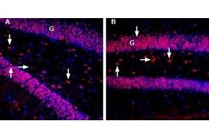 Immunohistochemistry (IHC) image for anti-Mesencephalic Astrocyte-Derived Neurotrophic Factor (MANF) (AA 91-104), (Mature) antibody (Atto 594) (ABIN7043331)