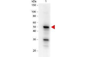 Western Blot of Mouse anti-Pdcd4 phospho S457 Biotin Conjugated antibody. (PDCD4 antibody  (Internal Region, pSer457) (Biotin))
