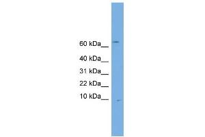 Otospiralin antibody  (N-Term)