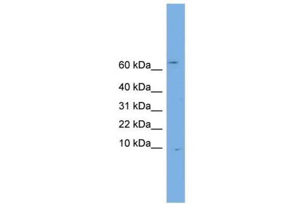 Otospiralin antibody  (N-Term)