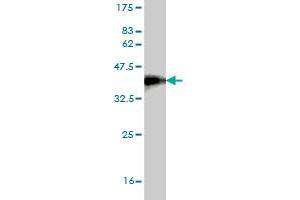 Western Blot detection against Immunogen (36. (TWSG1 antibody  (AA 124-223))