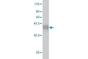 Western Blot detection against Immunogen (37. (ZNF41 antibody  (AA 221-321))
