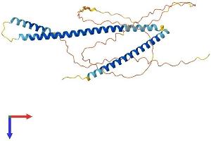 Neuroblastoma Breakpoint Family, Member 5 (NBPF5) (AA 1-351) protein (His tag)