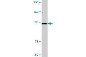 ZBED1 MaxPab rabbit polyclonal antibody. (ZBED1 antibody  (AA 1-694))