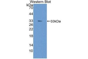 Western Blotting (WB) image for anti-Heme Oxygenase (Decycling) 2 (HMOX2) (AA 41-292) antibody (ABIN2119183) (HMOX2 antibody  (AA 41-292))
