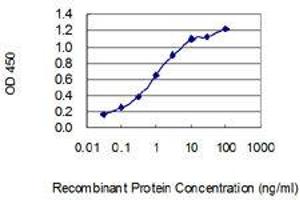 Detection limit for recombinant GST tagged SHANK1 is 0. (SHANK1 antibody  (AA 2088-2161))