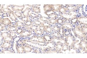 Detection of VEGFD in Bovine Kidney Tissue using Polyclonal Antibody to Vascular Endothelial Growth Factor D (VEGFD) (VEGFD antibody  (AA 89-354))