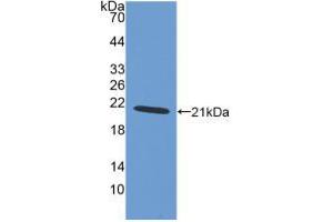 Western blot analysis of recombinant Human AIF1. (Iba1 antibody  (AA 1-147))