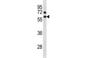 Cyclin B1 antibody western blot analysis in NCI-H460 lysate.