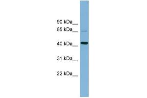 WB Suggested Anti-UEVLD Antibody Titration: 0. (UEVLD antibody  (Middle Region))
