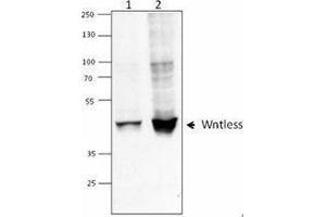 Western Blotting (WB) image for anti-Wntless Homolog (WLS) antibody (ABIN2666414) (GPR177/WLS antibody)