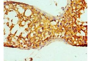 Immunohistochemistry of paraffin-embedded human testis tissue using ABIN7164281 at dilution of 1:100 (PRND antibody  (AA 20-160))