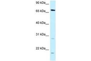Image no. 1 for anti-Dystrophia Myotonica, WD Repeat Containing (DMWD) (AA 509-558) antibody (ABIN6747907)
