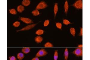 Immunofluorescence analysis of L929 cells using ENO2 Polyclonal Antibody at dilution of 1:100. (ENO2/NSE antibody)