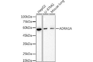 Western blot analysis of extracts of various cell lines, using (ABIN7265506) at 1:1000 dilution. (alpha 1 Adrenergic Receptor antibody)