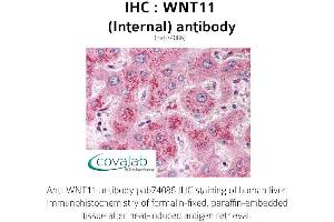 Image no. 1 for anti-Wingless-Type MMTV Integration Site Family, Member 11 (WNT11) (Internal Region) antibody (ABIN1740821) (WNT11 antibody  (Internal Region))