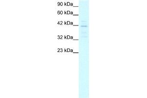 MORF4L1 antibody used at 5-10 ug/ml to detect target protein. (MORF4L1 antibody  (Middle Region))