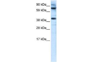 Human kidney; WB Suggested Anti-MANSC1 Antibody Titration: 0. (MANSC1 antibody  (N-Term))