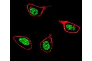 Confocal immunofluorescent analysis of PCNA antibody with 293 cells followed by Alexa Fluor 488-conjugated goat anti-rabbit lgG (green). (PCNA antibody  (AA 231-261))