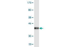 Western Blot detection against Immunogen (36. (DDO antibody  (AA 270-369))