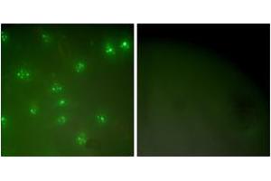 Immunofluorescence analysis of COS7 cells, using Cyclin A Antibody.