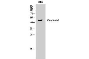Western Blotting (WB) image for anti-Caspase 9, Apoptosis-Related Cysteine Peptidase (CASP9) (Ser20) antibody (ABIN3183673) (Caspase 9 antibody  (Ser20))